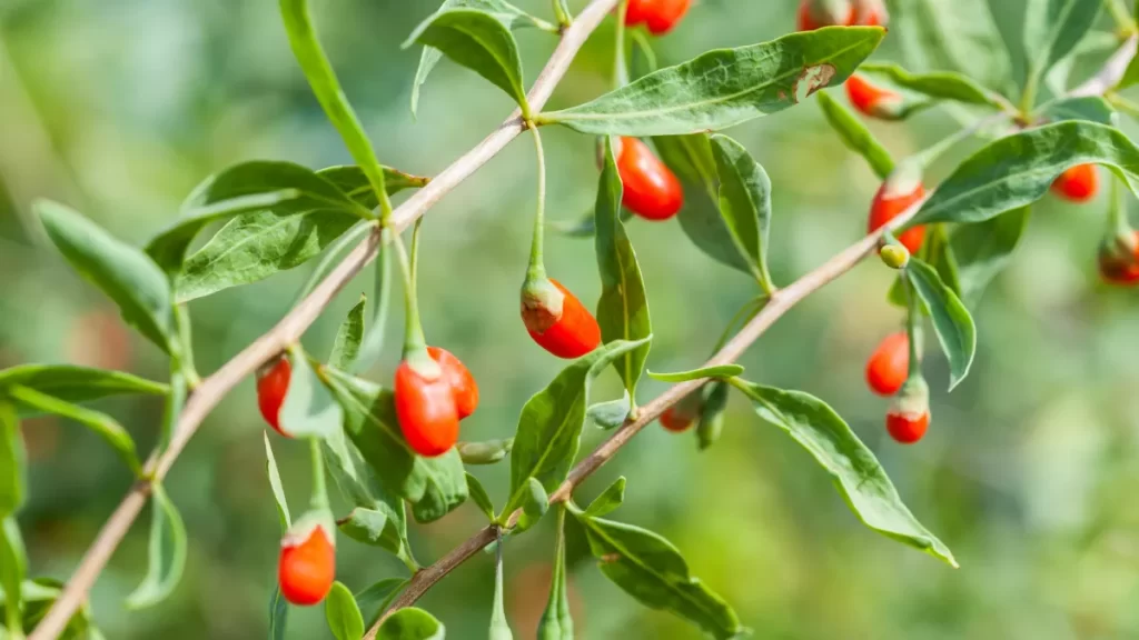 baies de goji